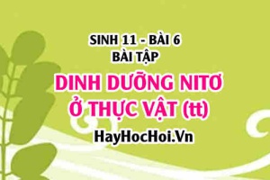 Câu hỏi và Bài tập Sinh 11 bài 6: Giải bài 1, 2, 3 trang 31 SGK Sinh học 11 bài học 6